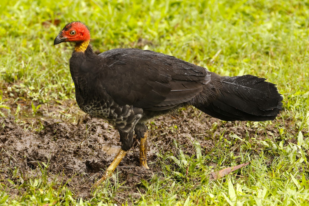 Australian Brushturkey - ML620460138