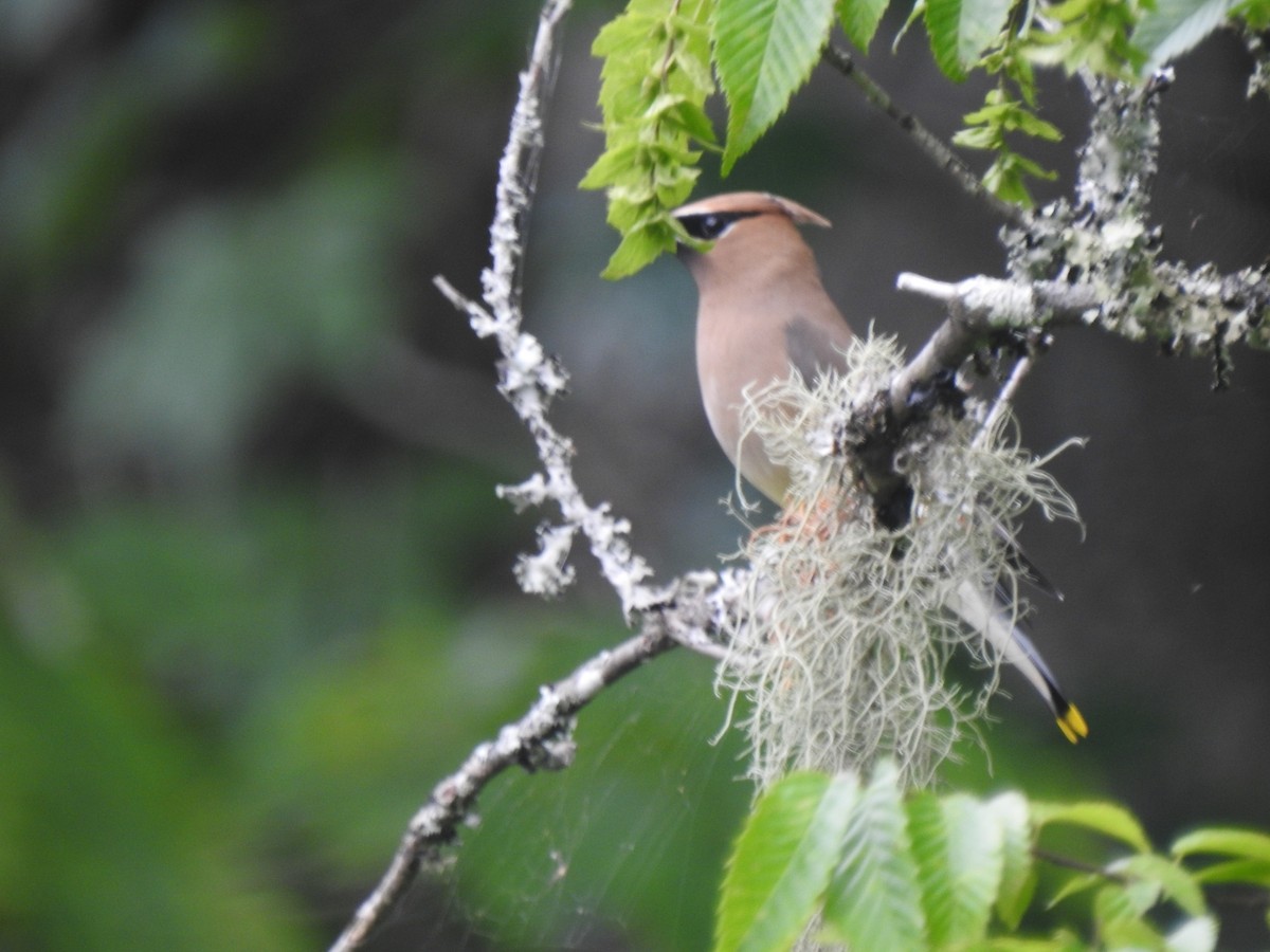 Cedar Waxwing - ML620460139