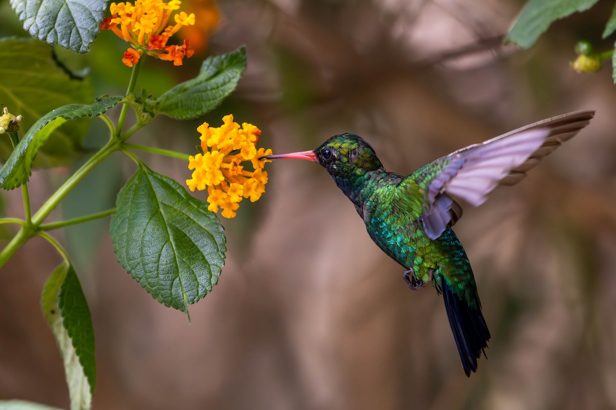 Glittering-bellied Emerald - ML620460142