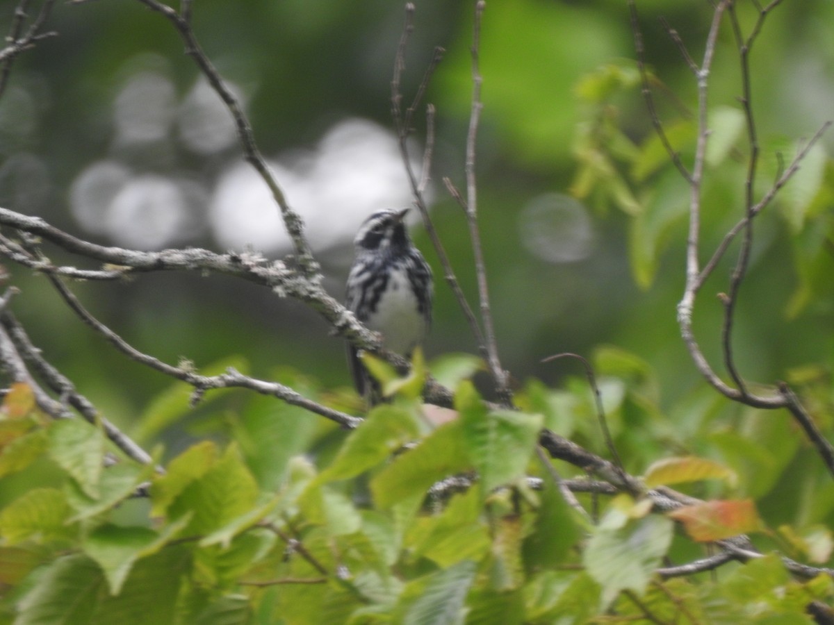 Black-and-white Warbler - ML620460143