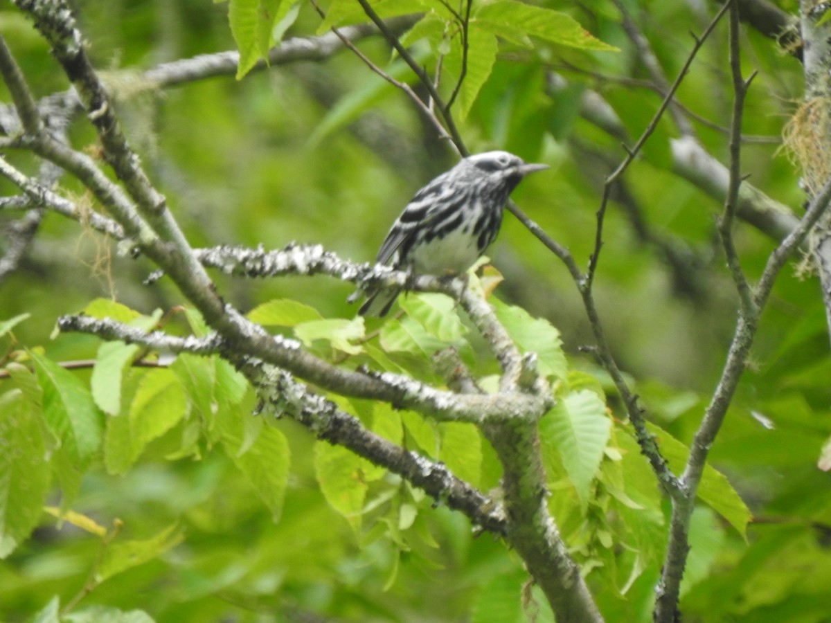 Black-and-white Warbler - ML620460144