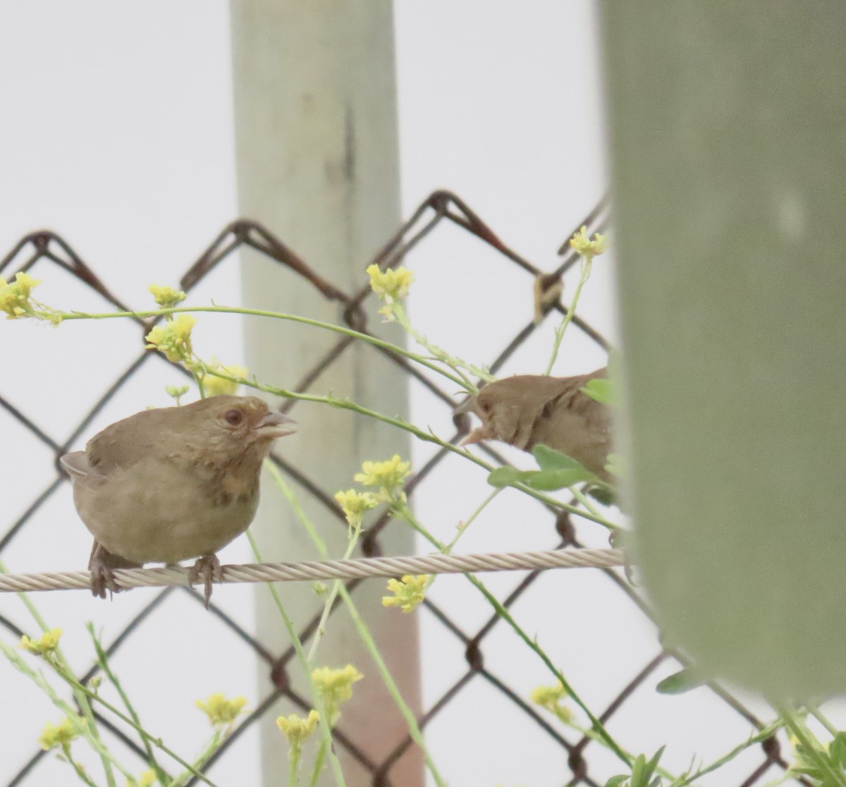 California Towhee - ML620460145