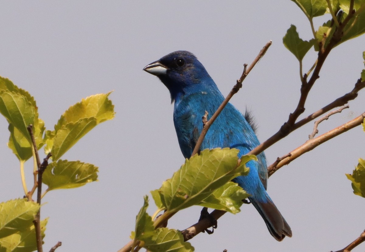 Indigo Bunting - ML620460146