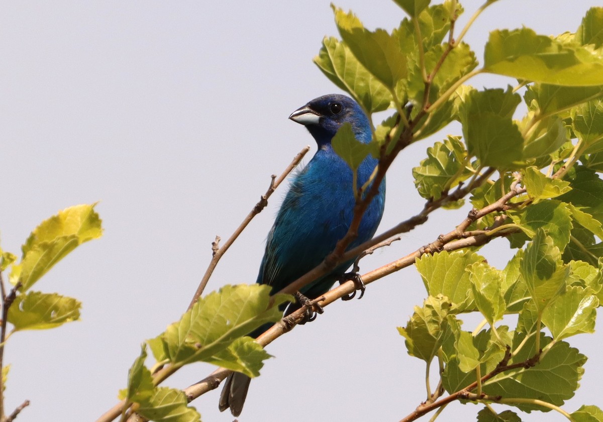 Indigo Bunting - ML620460147