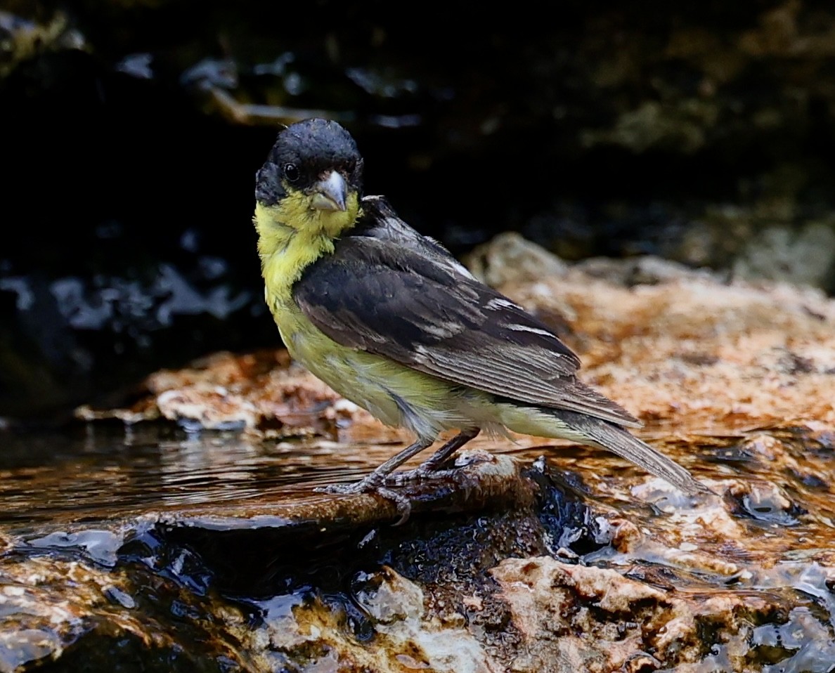 Lesser Goldfinch - ML620460151