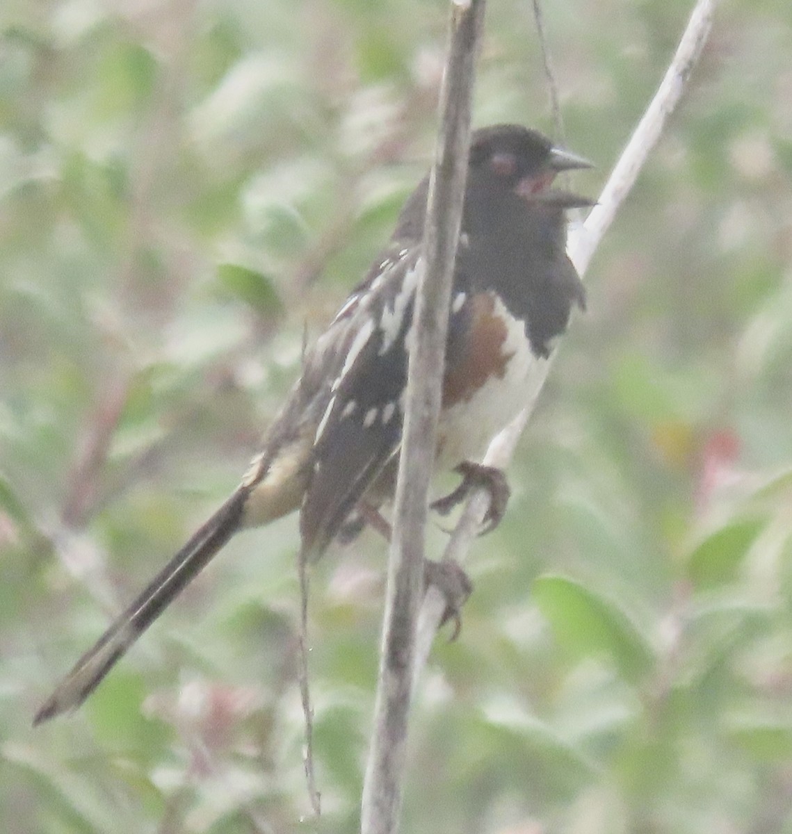 Spotted Towhee - ML620460154