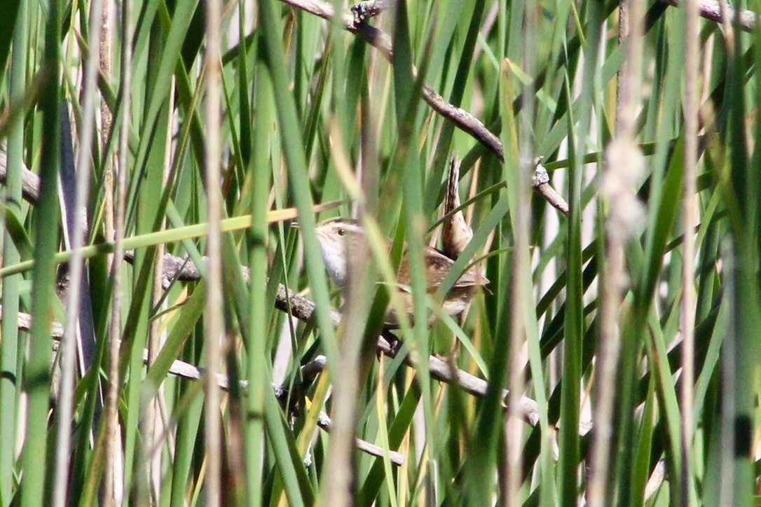 Marsh Wren - ML620460157