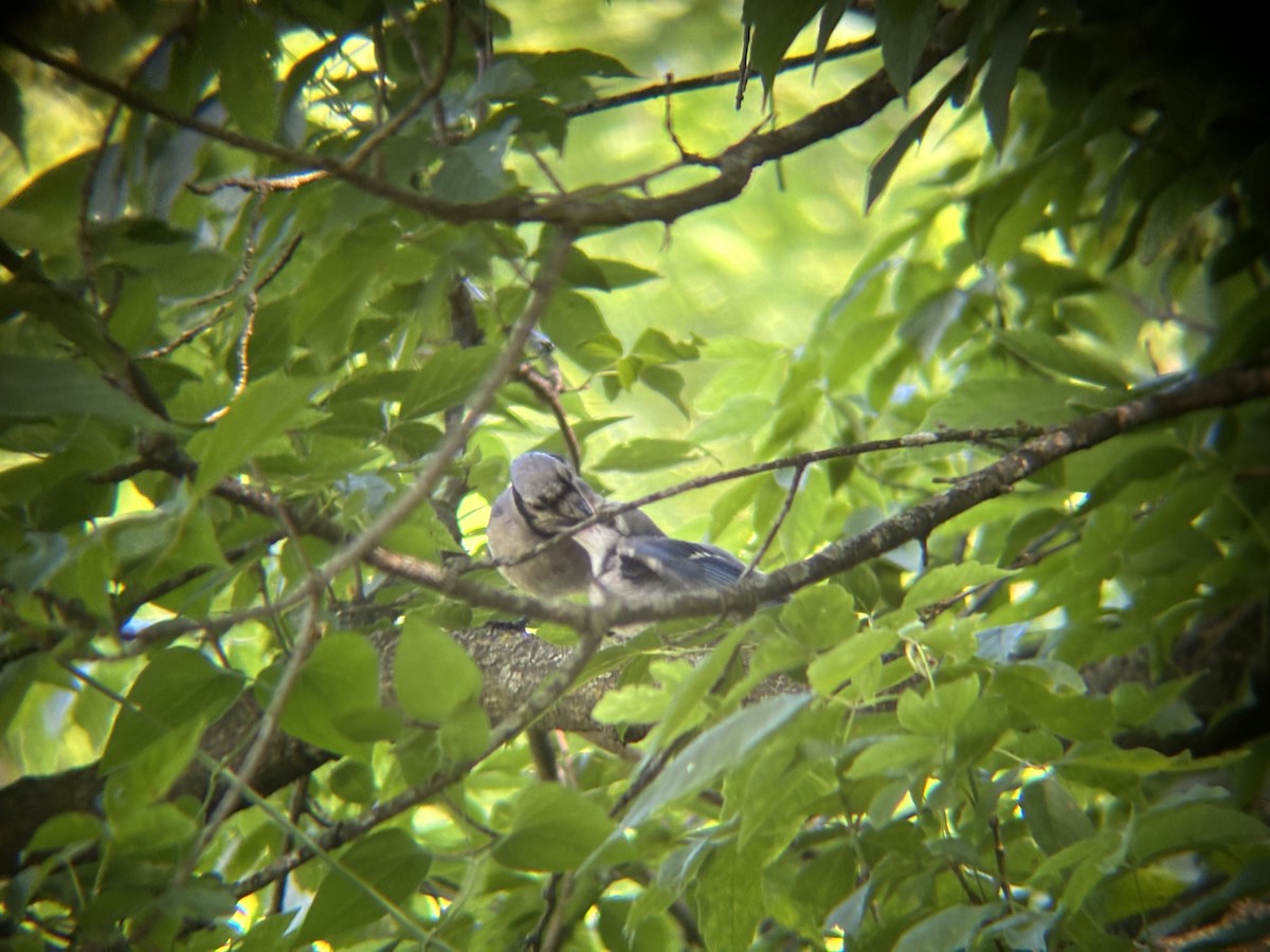 Blue Jay - ML620460158