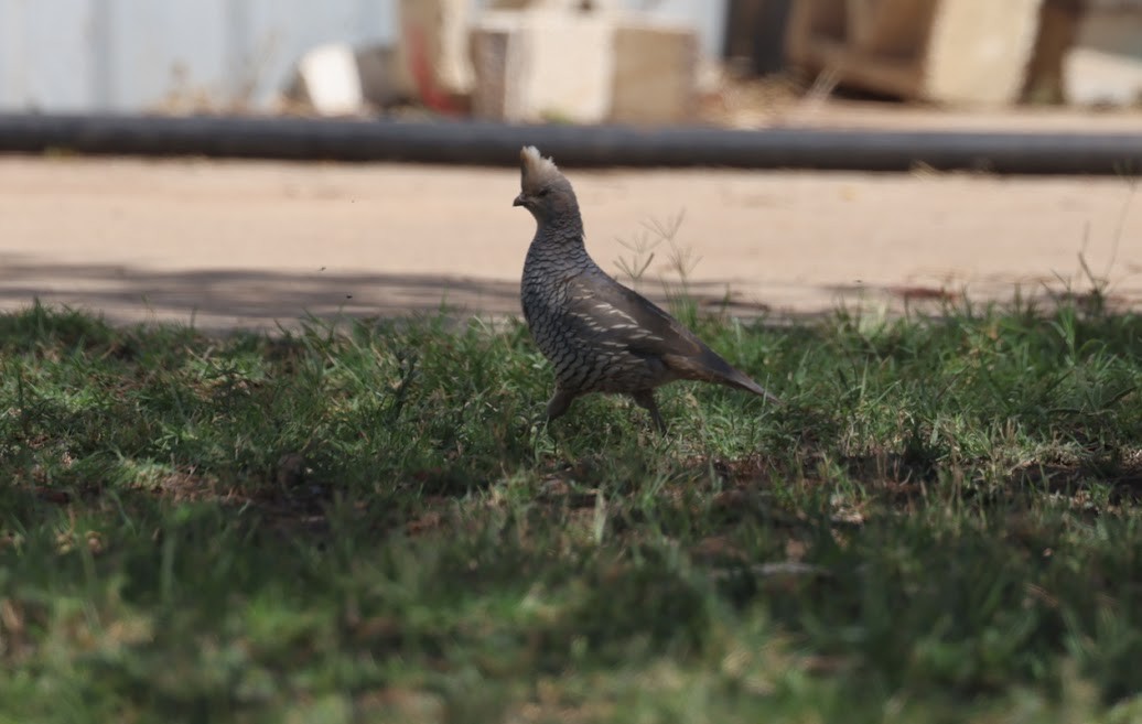 Scaled Quail - ML620460163