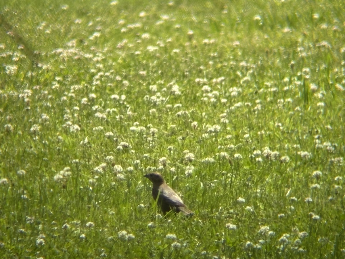 Brown-headed Cowbird - ML620460164