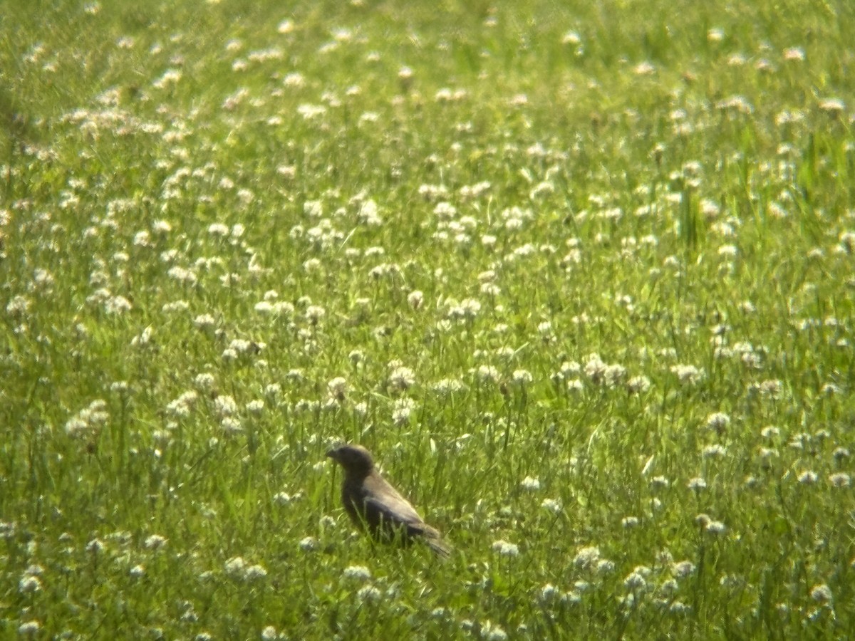 Brown-headed Cowbird - Colin McEvoy