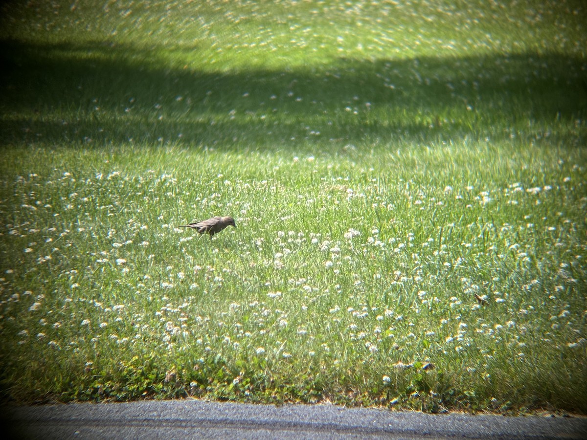 Brown-headed Cowbird - ML620460167