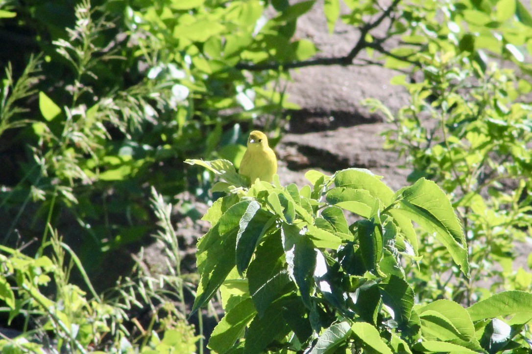 Northern Yellow Warbler - ML620460168