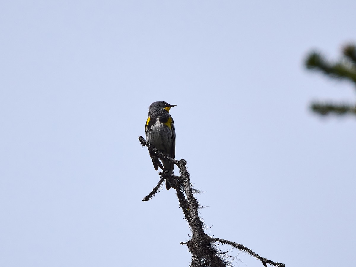 Yellow-rumped Warbler (Audubon's) - ML620460171