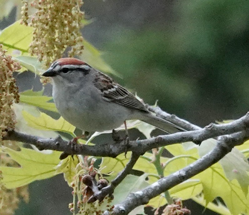 Chipping Sparrow - ML620460173