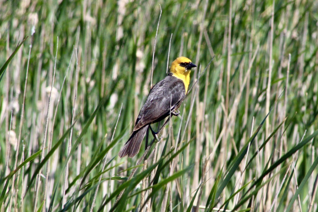 Yellow-headed Blackbird - ML620460174