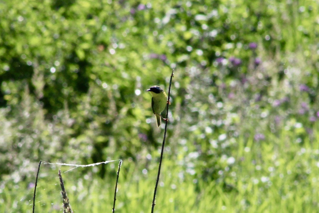 Common Yellowthroat - ML620460177