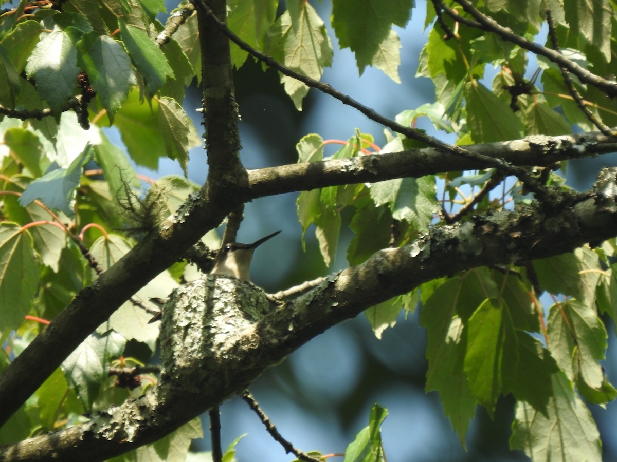 Yakut Boğazlı Kolibri - ML620460192