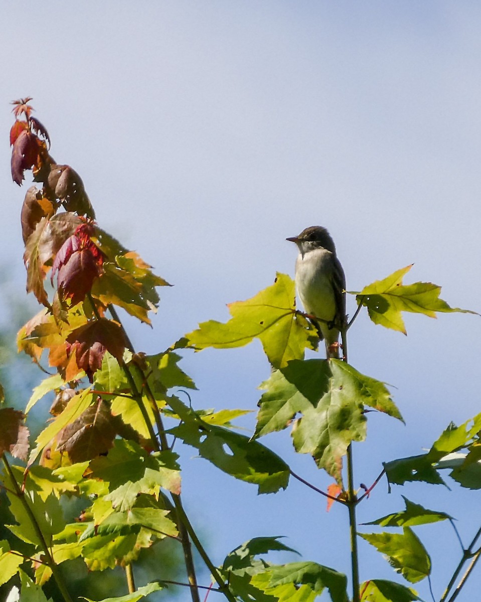 Alder Flycatcher - ML620460193
