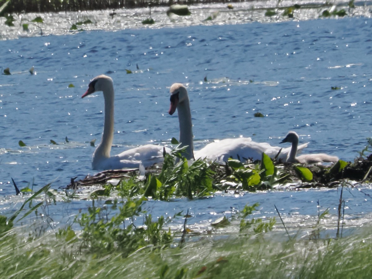 Mute Swan - ML620460194