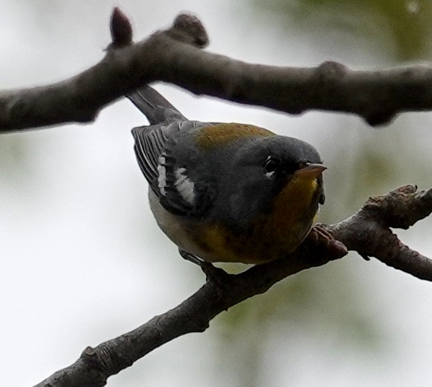 Northern Parula - ML620460196