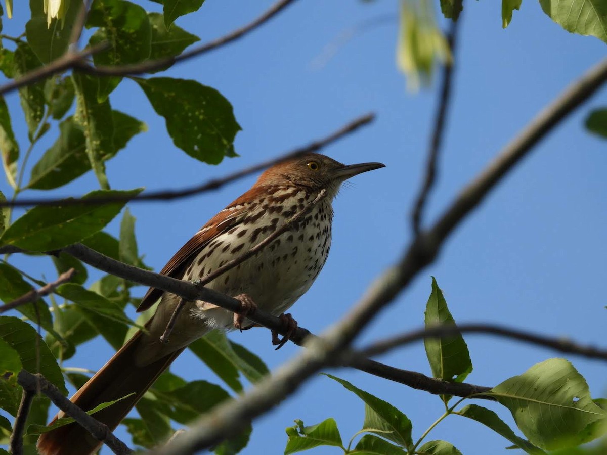 Brown Thrasher - ML620460198