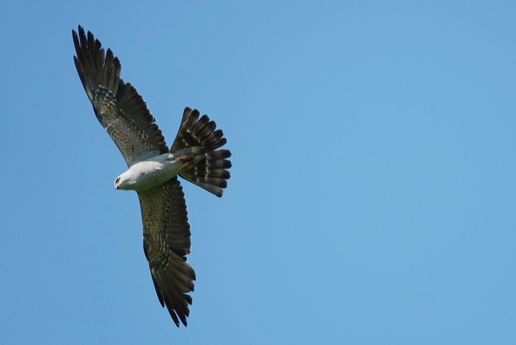 Mississippi Kite - ML620460200