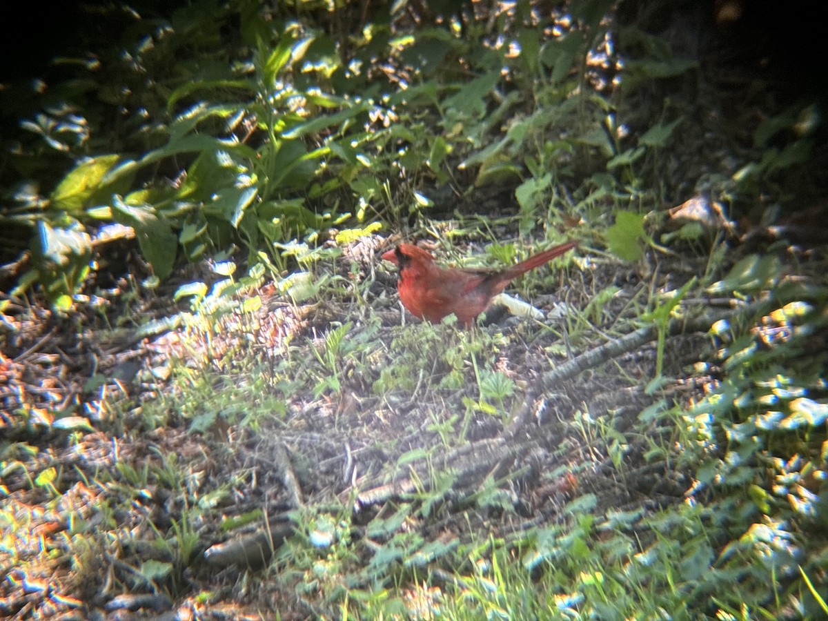 Northern Cardinal - ML620460209