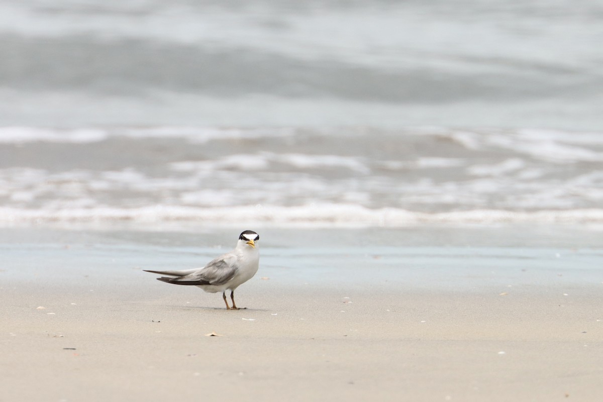 Least Tern - John van Dort