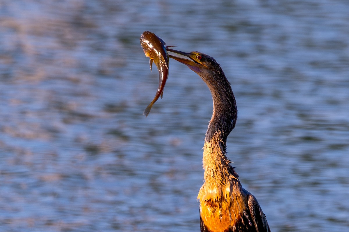 アメリカヘビウ - ML620460218