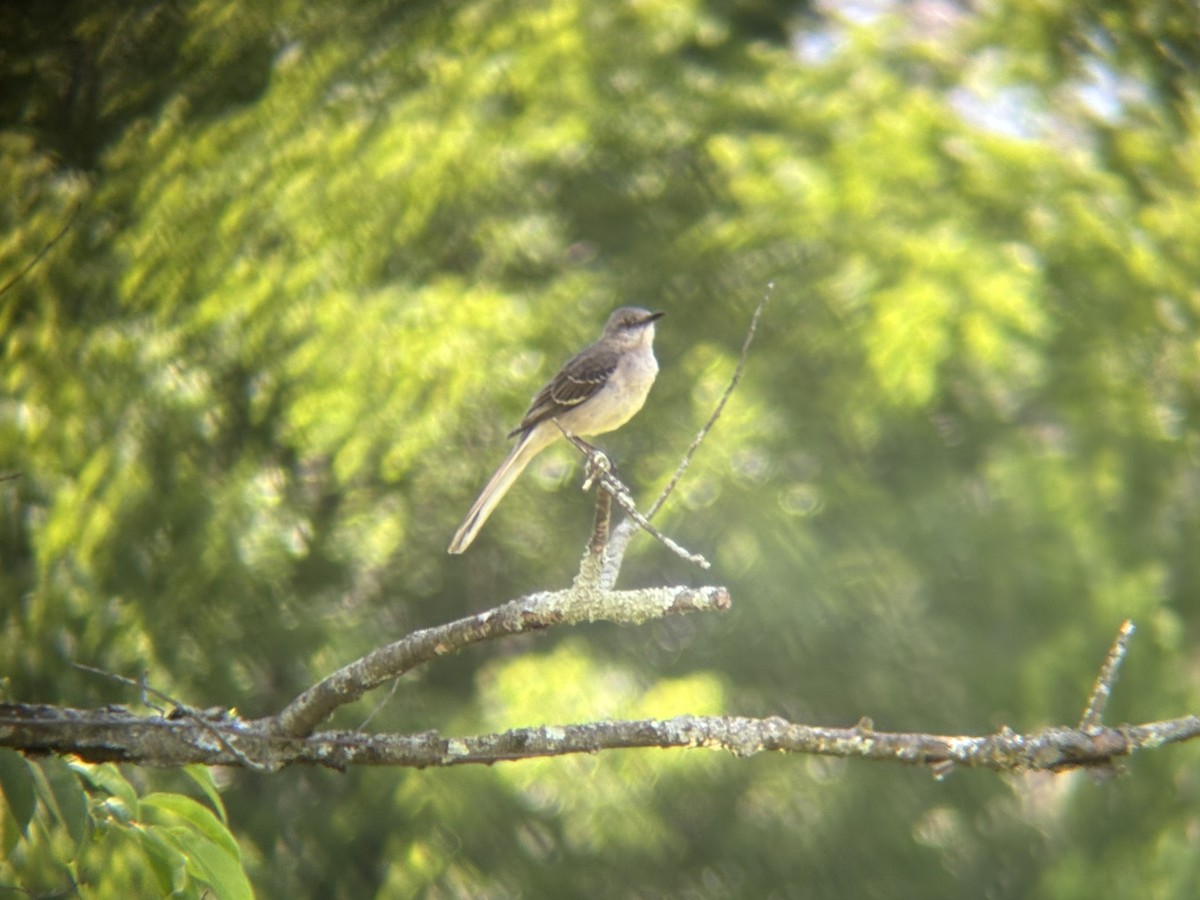 Northern Mockingbird - Colin McEvoy