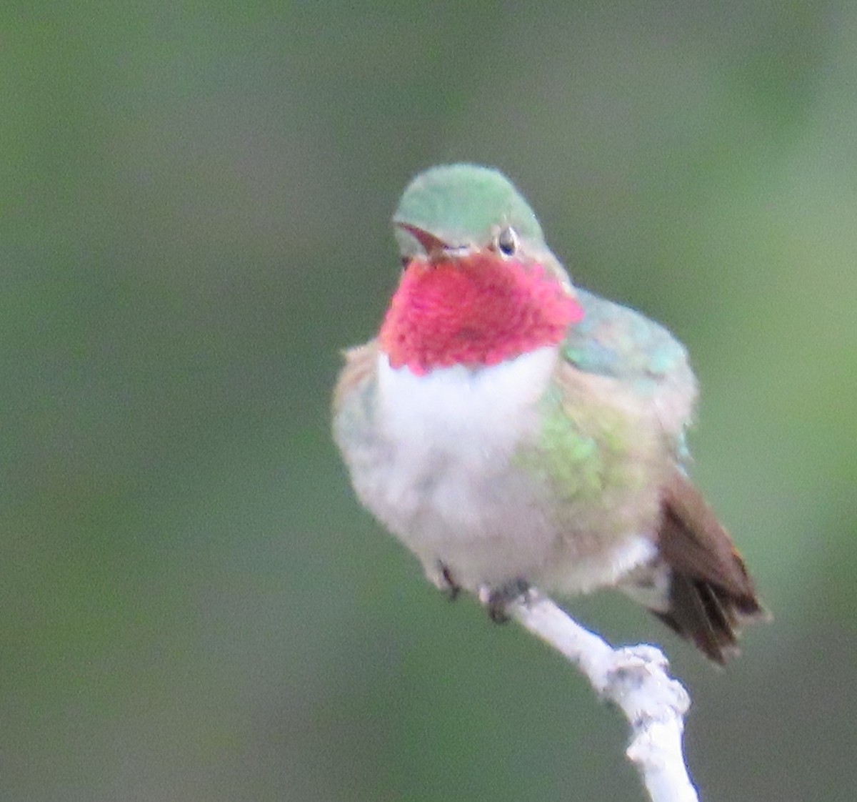 Broad-tailed Hummingbird - ML620460228