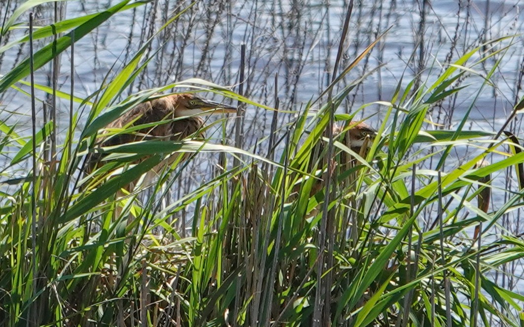 Purple Heron - ML620460231