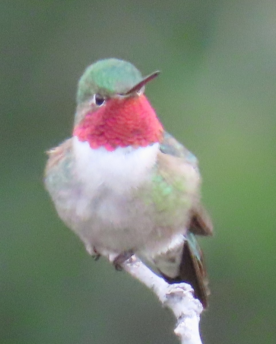 Broad-tailed Hummingbird - ML620460233