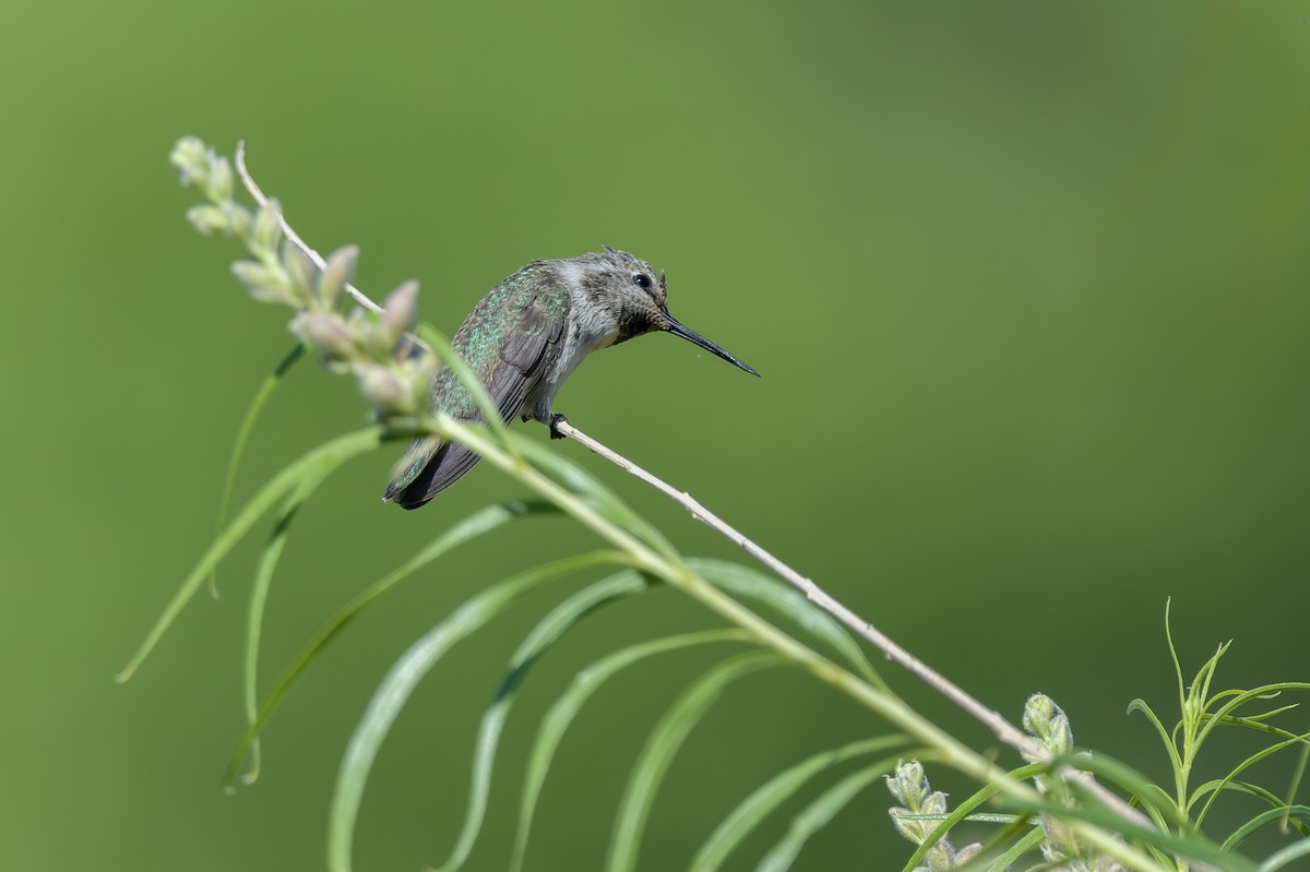 Anna's Hummingbird - ML620460236