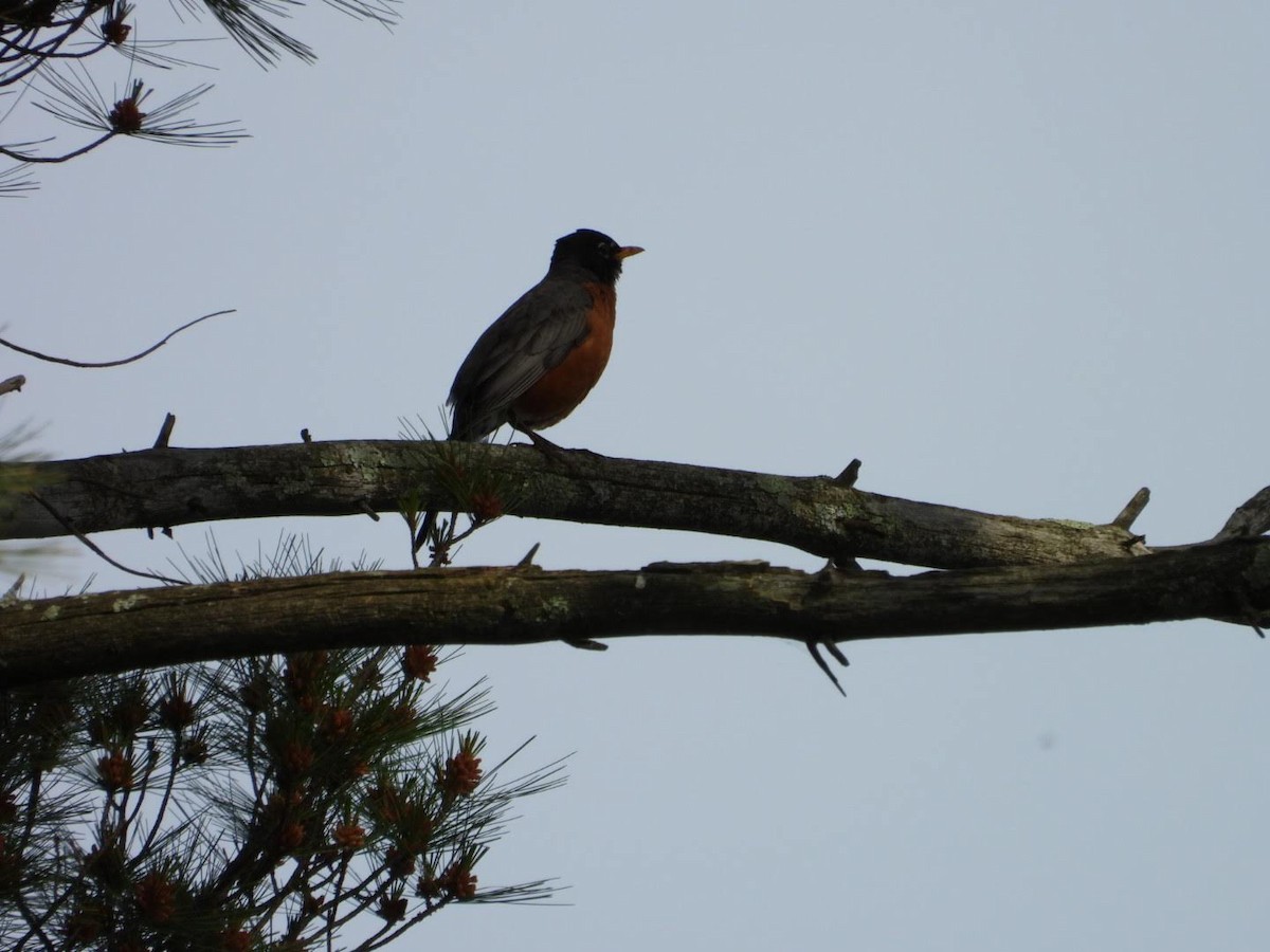 American Robin - ML620460245