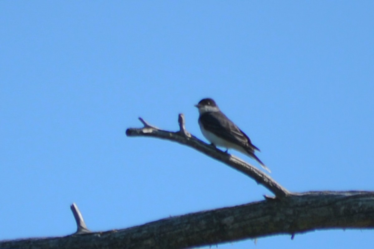 Eastern Kingbird - ML620460246