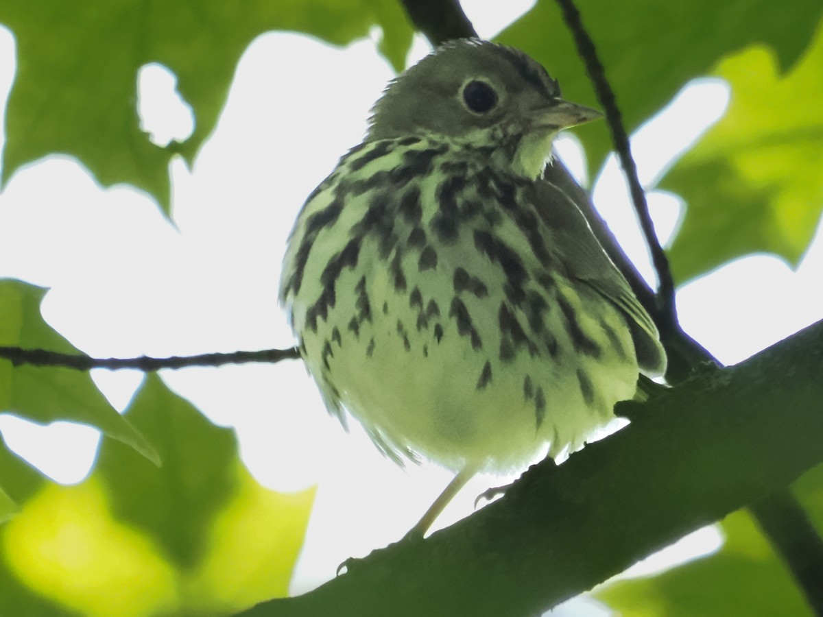 Ovenbird - ML620460250