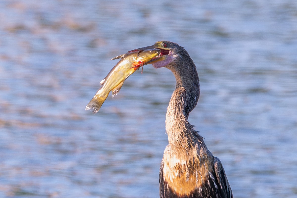 Anhinga Americana - ML620460256