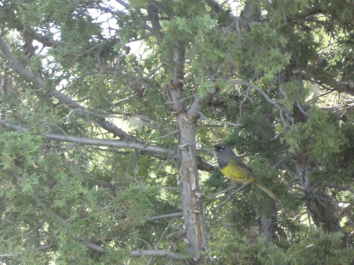 MacGillivray's Warbler - ML620460257