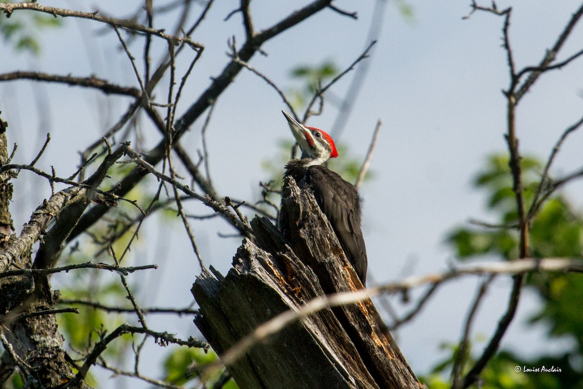 Pileated Woodpecker - ML620460258