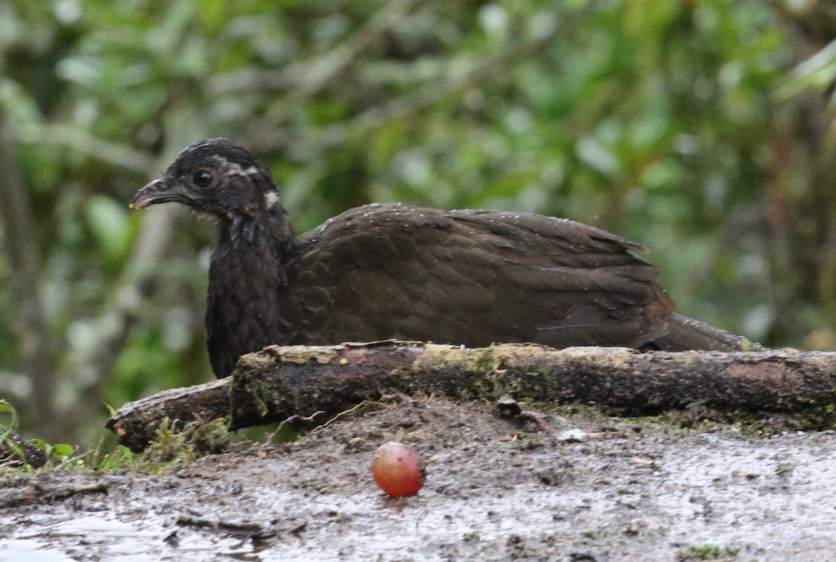 Andean Guan - ML620460259