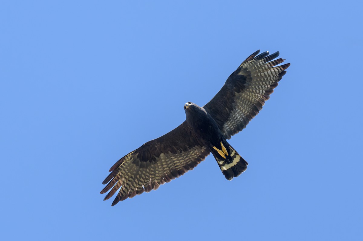 Zone-tailed Hawk - ML620460261