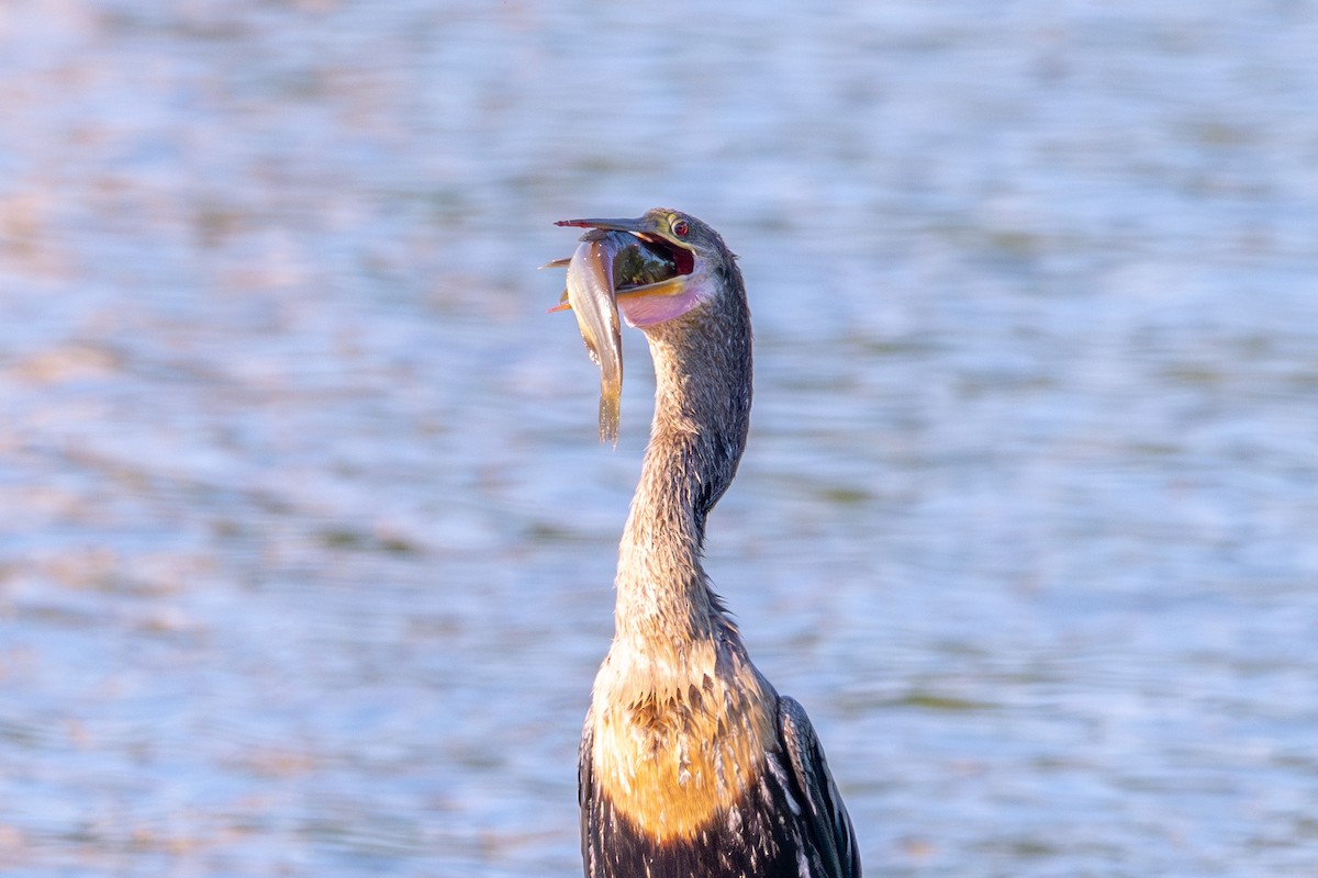 アメリカヘビウ - ML620460265