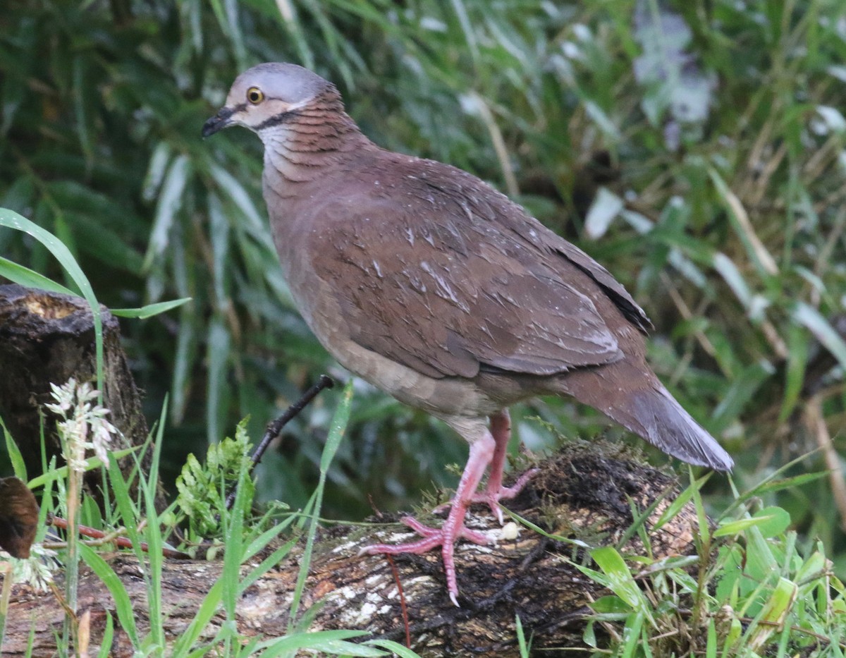 White-throated Quail-Dove - ML620460266