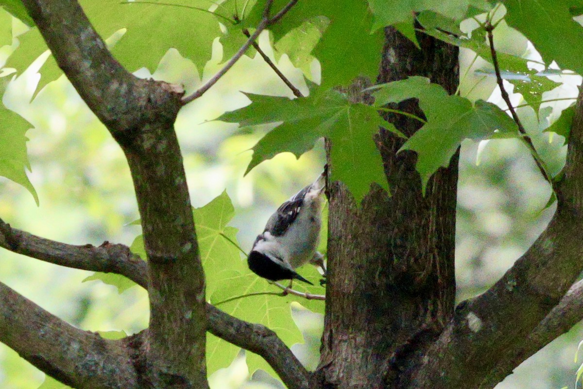 White-breasted Nuthatch - ML620460269