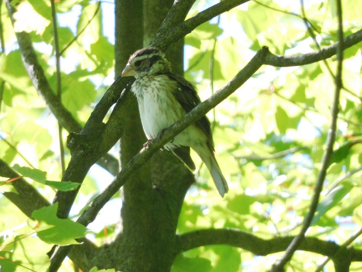 Rose-breasted Grosbeak - ML620460272