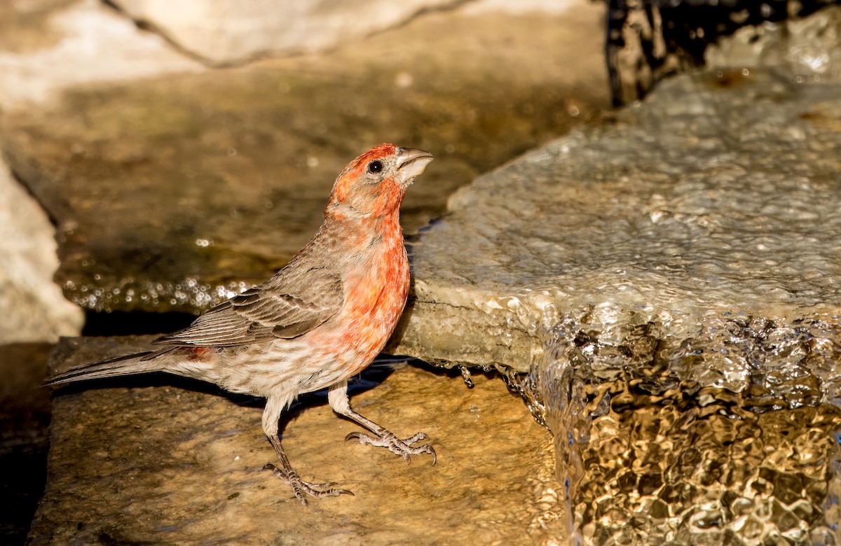 House Finch - ML620460286