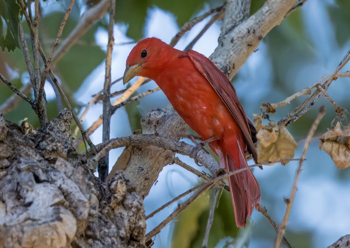 Summer Tanager - ML620460292