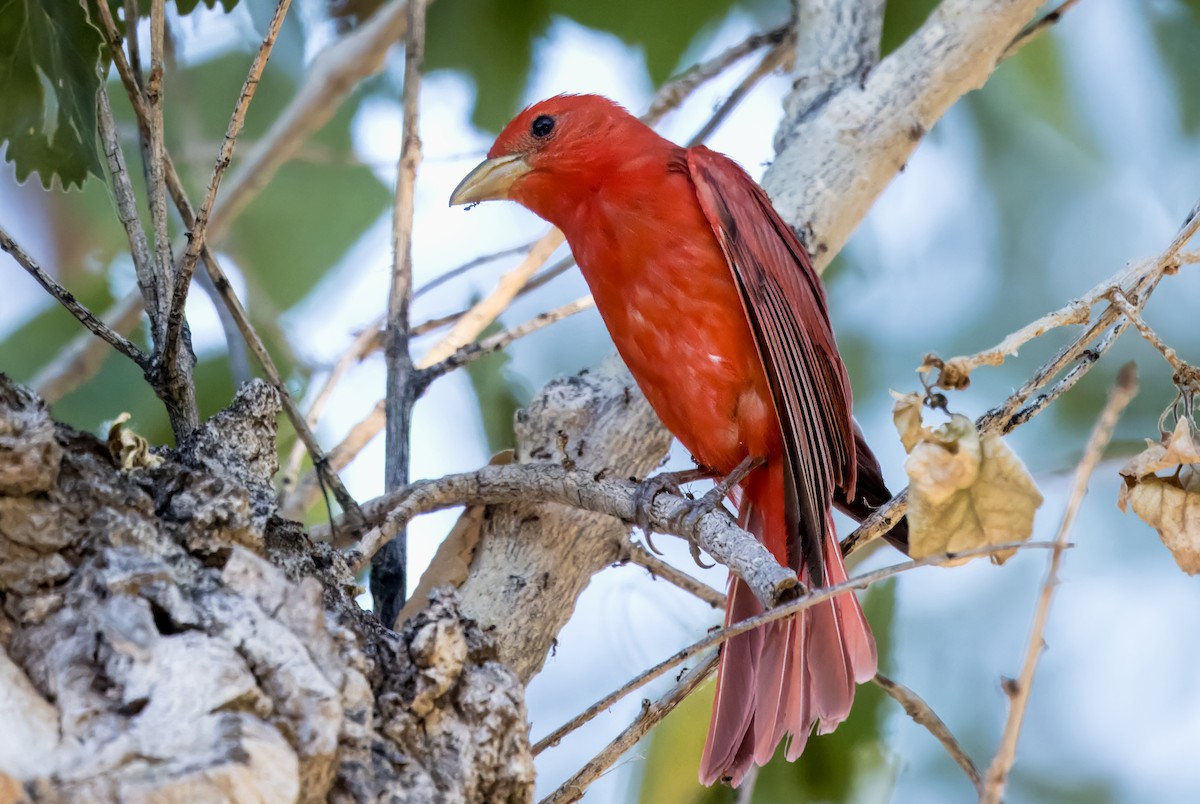 Summer Tanager - ML620460294